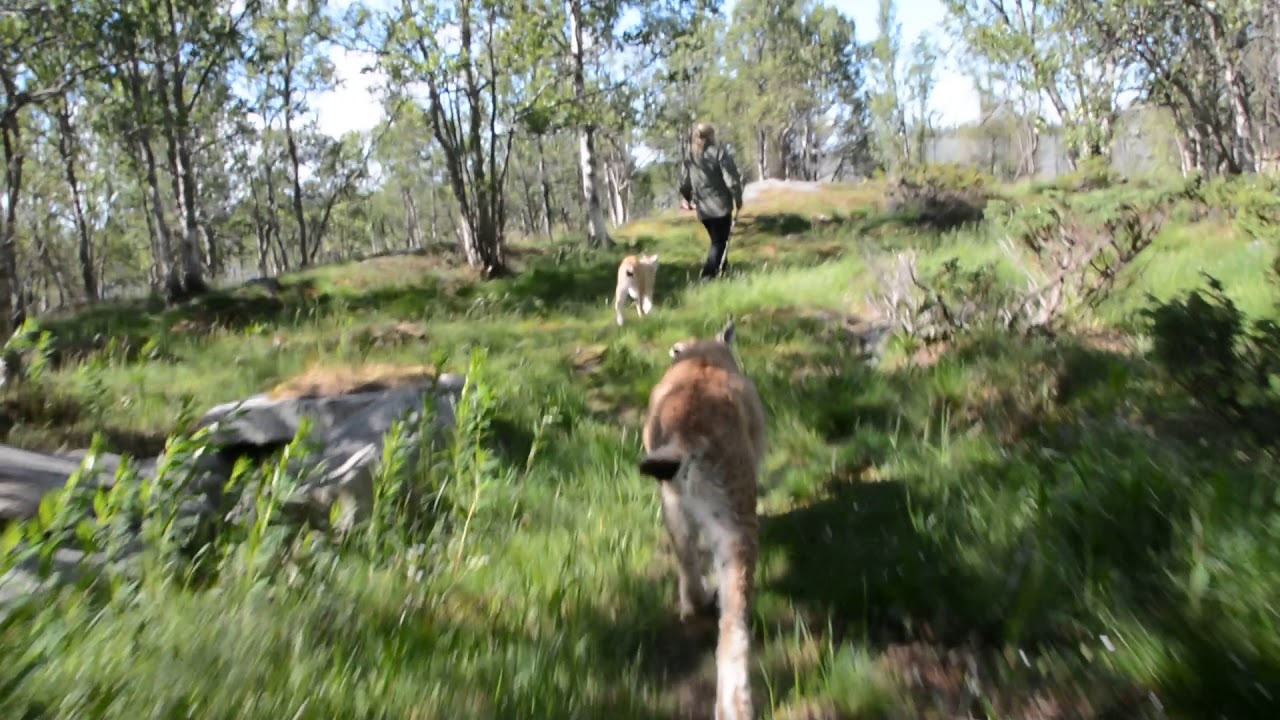 Gaupe p&aring; Langedrag