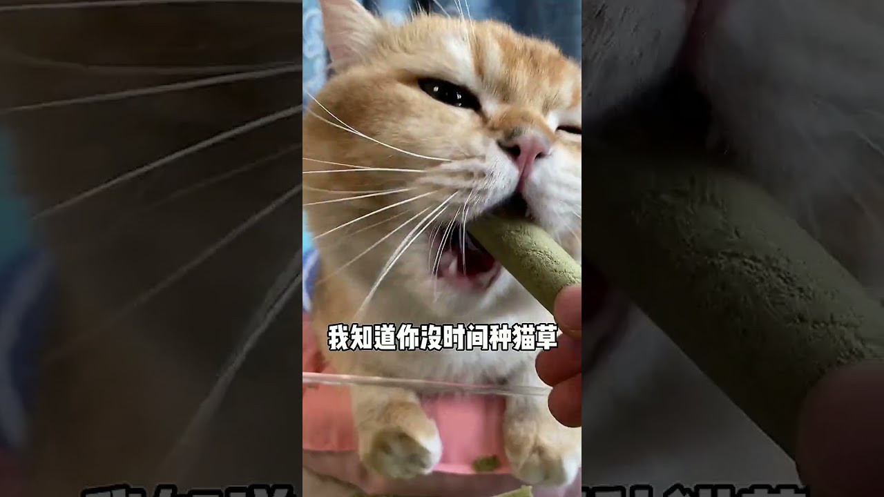 No More Worries about Growing Cat Grass! Feed Your Cat a Tooth-Grinding Stick Instead....