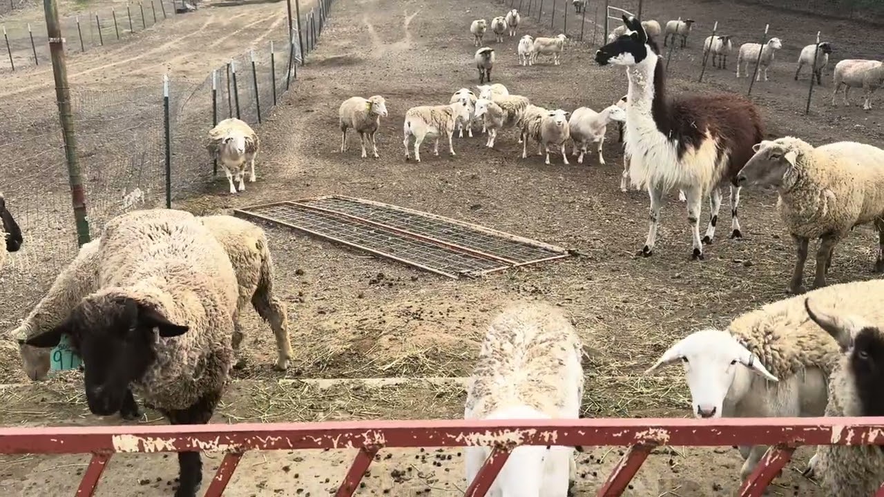 Sheep 