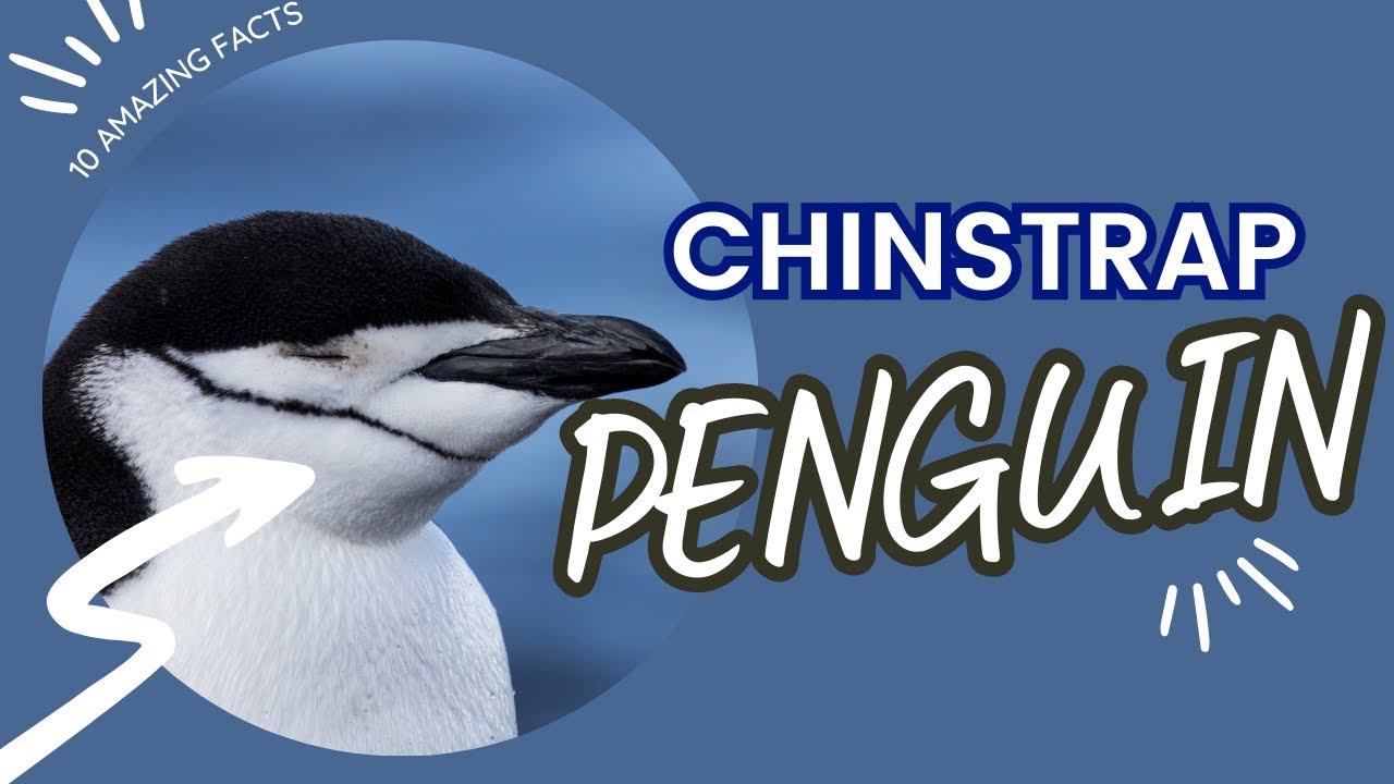 10 Fascinating Facts About Chinstrap Penguins - Penguins 101