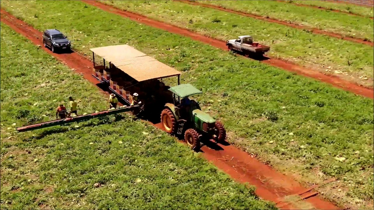 Watermelon Picking - Gayndah Australia