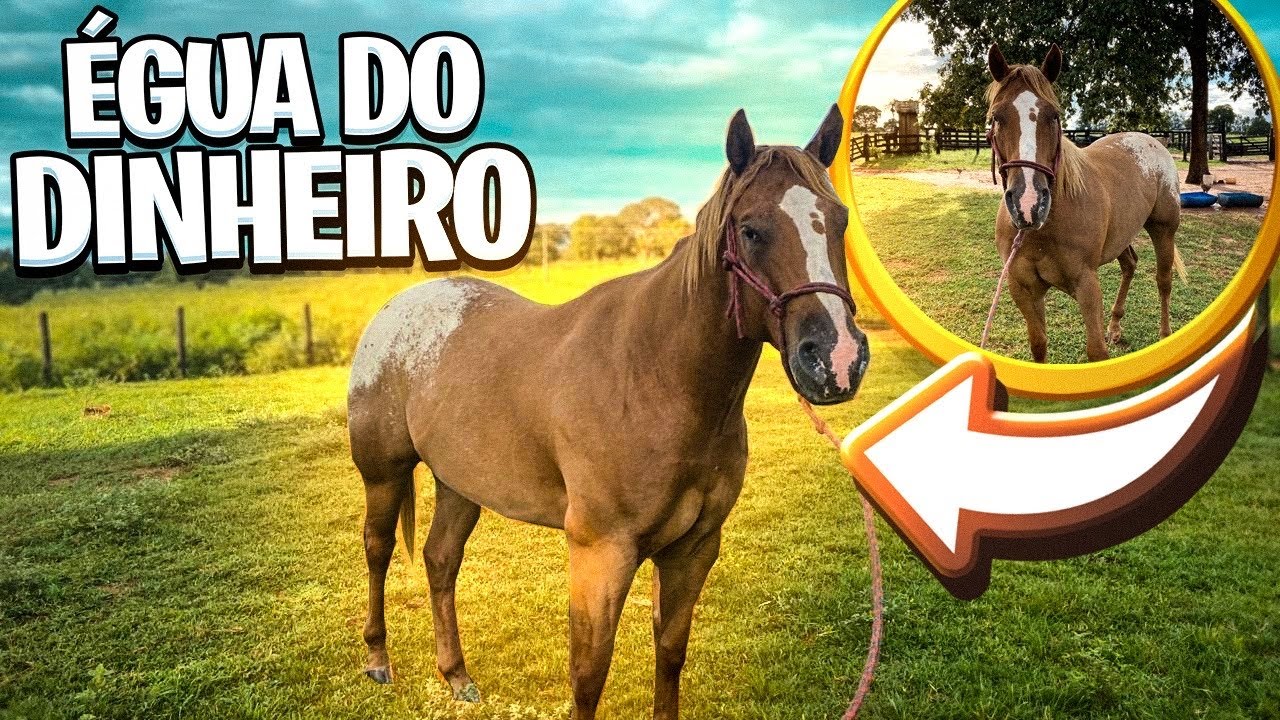 DOMANDO A ÉGUA APPALOOSA