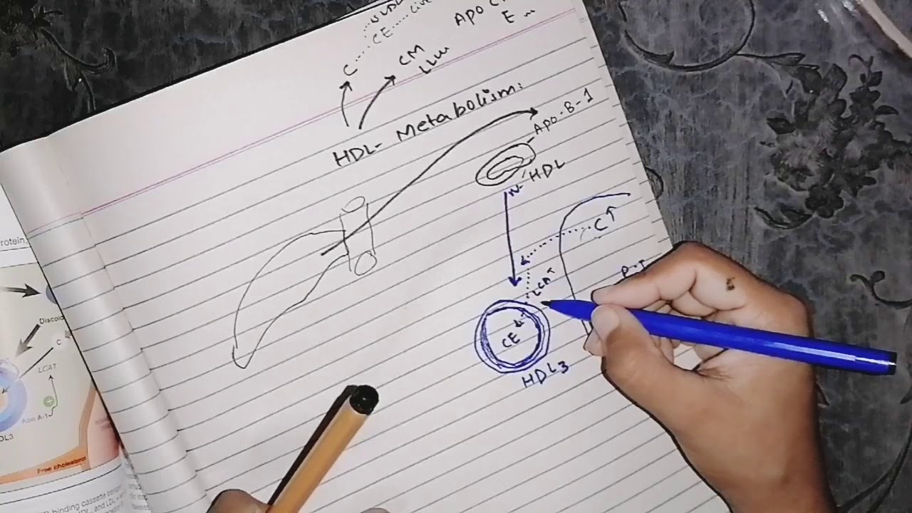 High Density Lipoprotein metabolism, #lipid_metabolism #lipoprotein #biochemistry