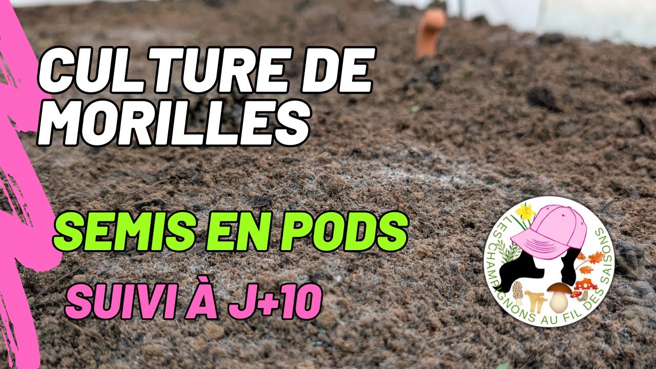 Culture de morilles chez soi : Suivi à J+10 après semis en PODs de Morchella importuna le 8/11/2025.