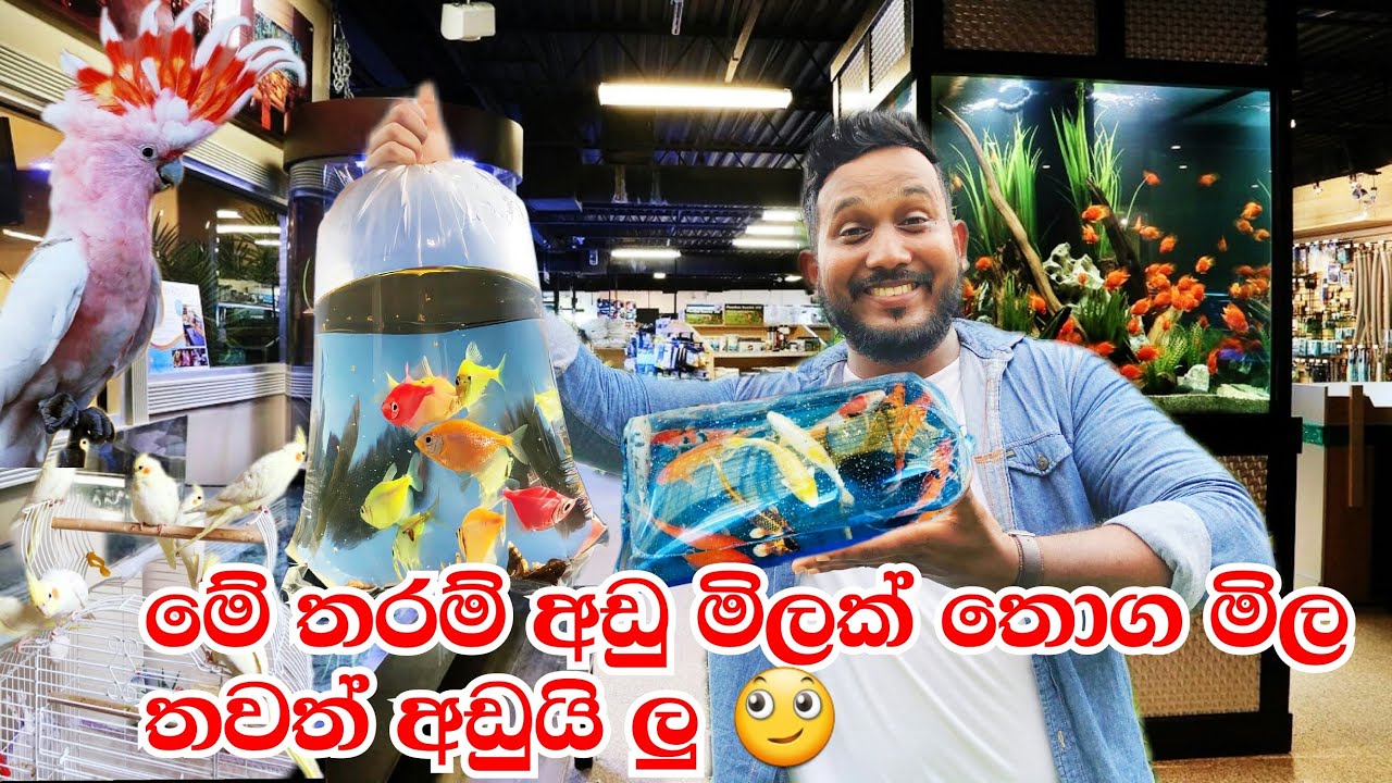 හැමොම හොයන - කියන මිලට වඩා ⁣ගොඩාක් අඩුවට විසිතුරැ මසුන් විකුනන තැන - මිල ඇහුවම පුදුම හිතුනා #fish
