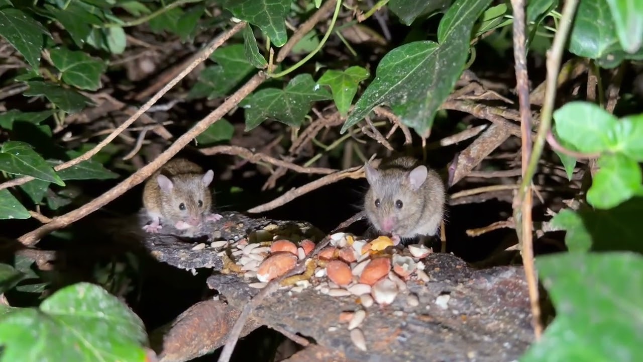 The Amazing Mouse family that live in our garden 