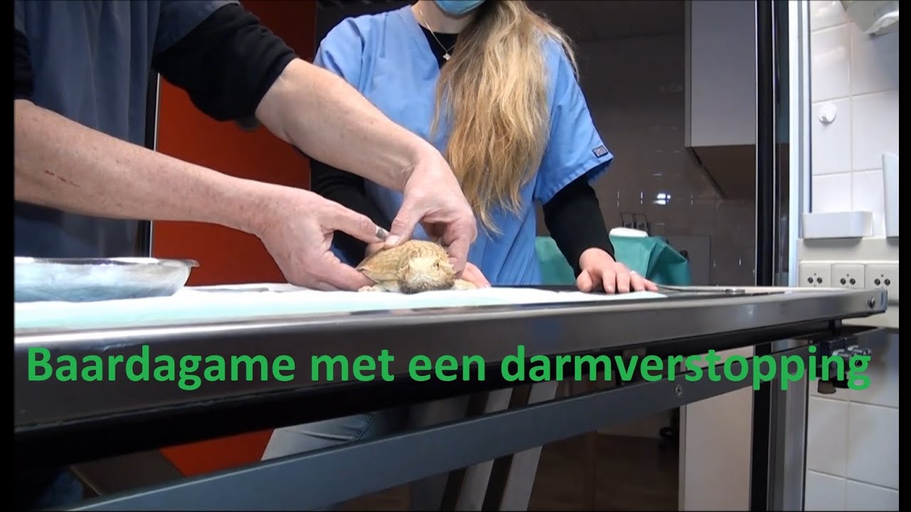 Baardagaam met een darmverstopping
