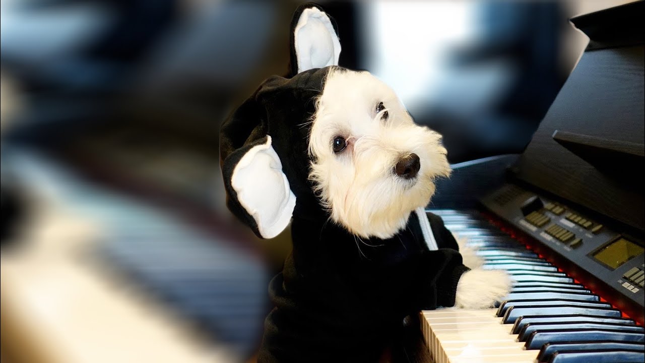 كلبنا اوسكار صار غير كلب 🐕‍🦺!!