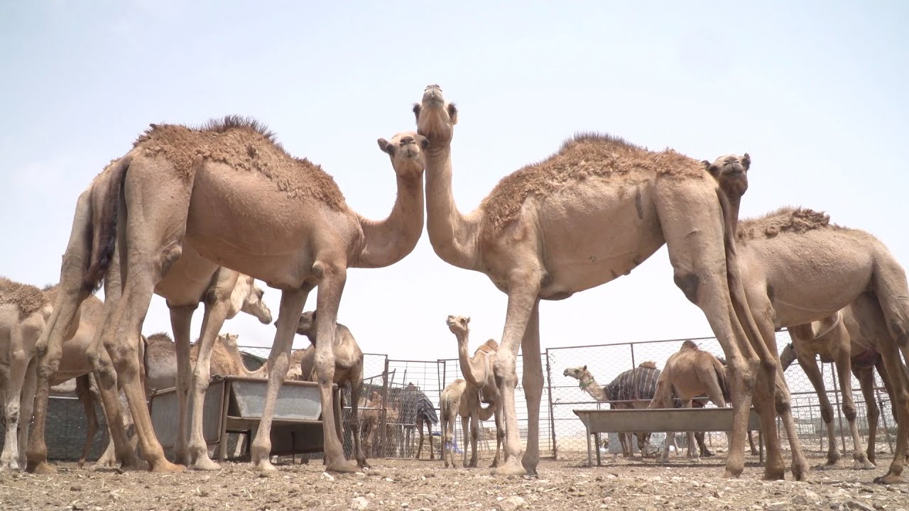 عزب الإبل في ولاية رخيوت أثناء موسم الخريف