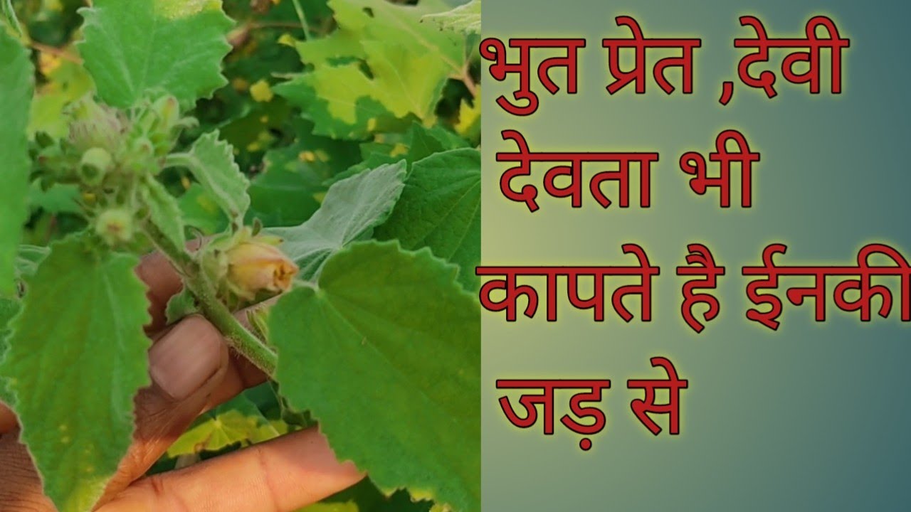 ईस पौधे का  प्रयोग।।बड़े- बड़े तांत्रिकों को नहीं पता।।