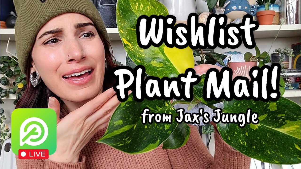 Wishlist Plant Unboxing!! 😍 gorgeous plants from Jax's Jungle now on The Plant Story App!! 🌿💕✨️