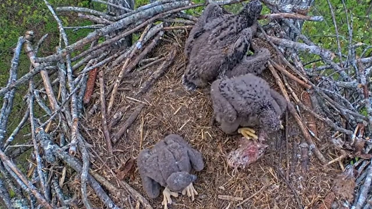 EP#378 #baldeagle Review birds in nest with nature #birdslovers #birdsounds #birdsnest #wildbirds