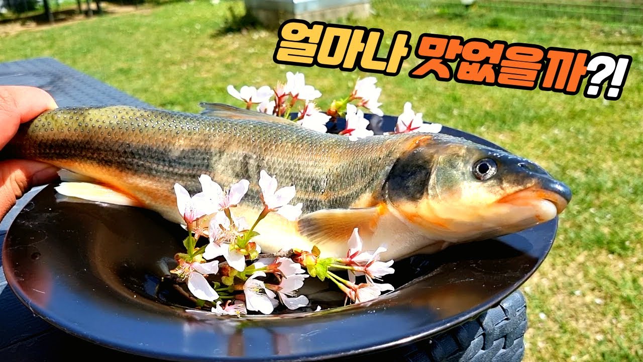 개도 안먹는다는 봄 황어 한번 먹어봤습니다~! ㅋㅋㅋㅋㅋㅋㅋㅋㅋ