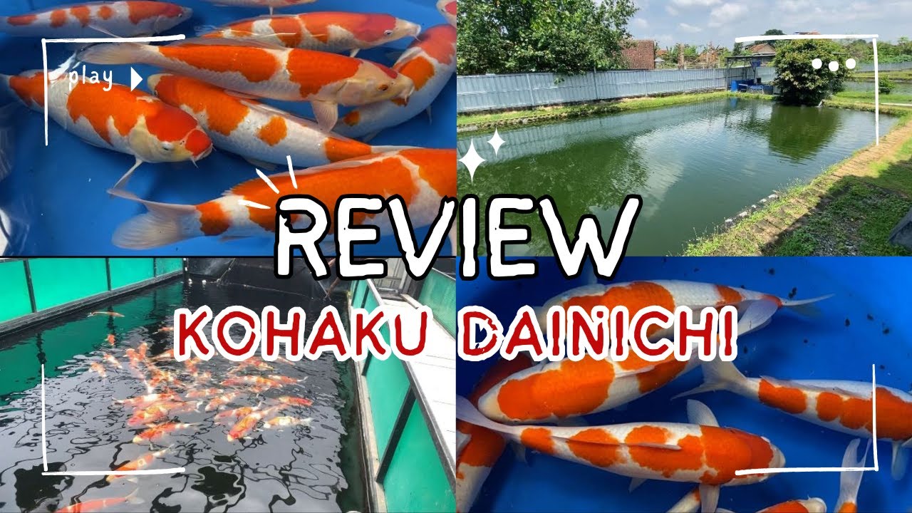 Review kohaku Dainichi di saka koi jogja
