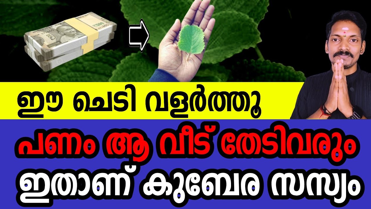 ഈ ചെടി വീട്ടിൽ നട്ടുവളർത്തൂ. ധന നേട്ടം പറഞ്ഞറിയിക്കാനാവില്ല. ഇതാണ് കുബേര സസ്യം.