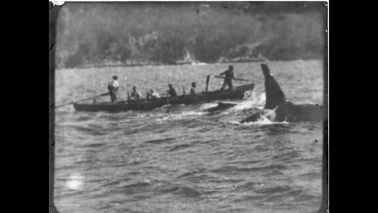 The Killer Whales of Eden, told by Family and Eyewitnesses. Early experimental rough edit.