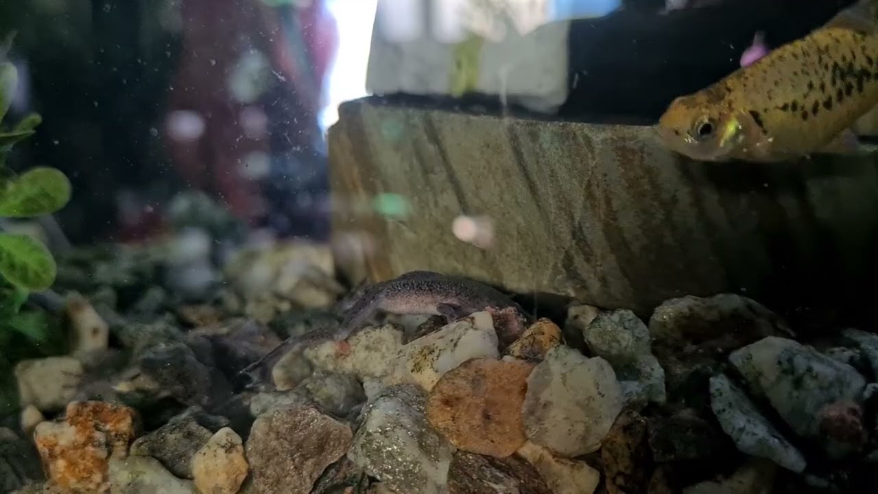 African Dwarf Frogs