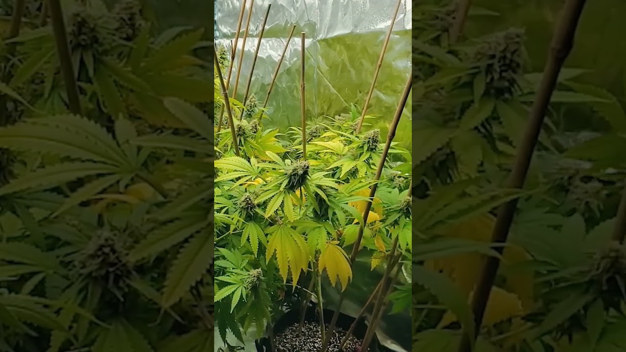 Punji Pit Grow. No Scrog.