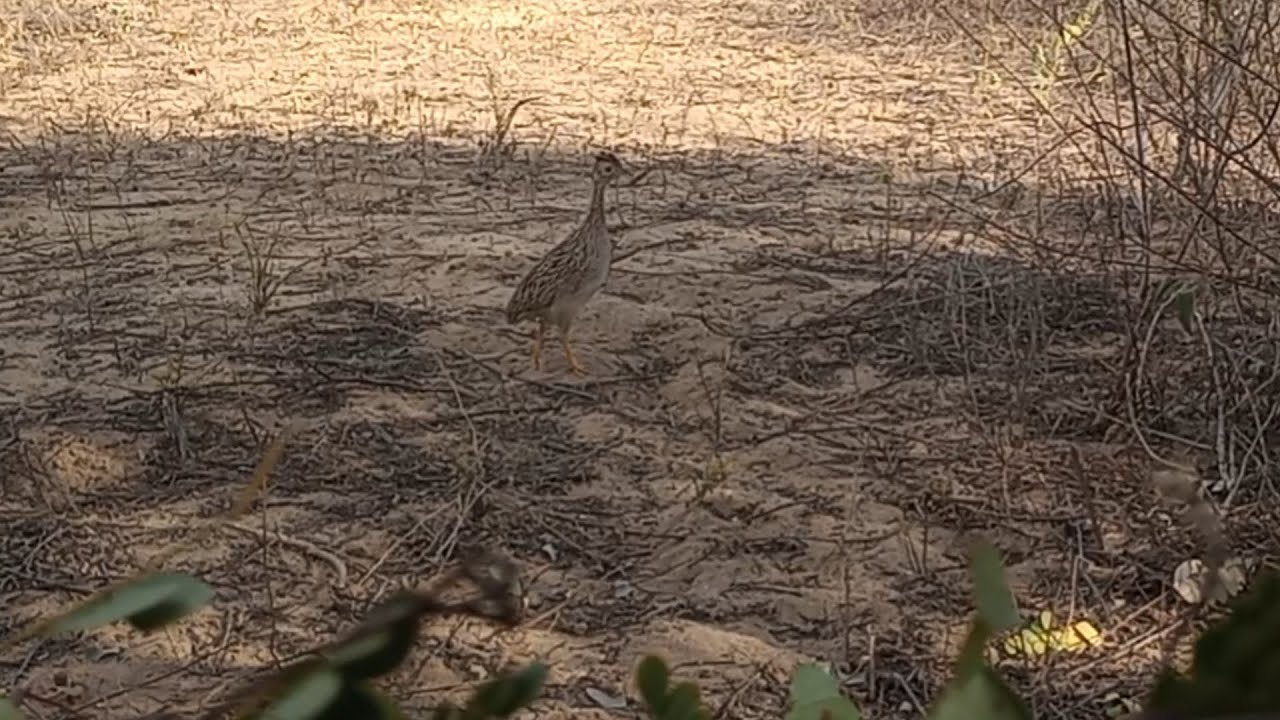 mas uma caçada 💥na ceva das codorniz 💥