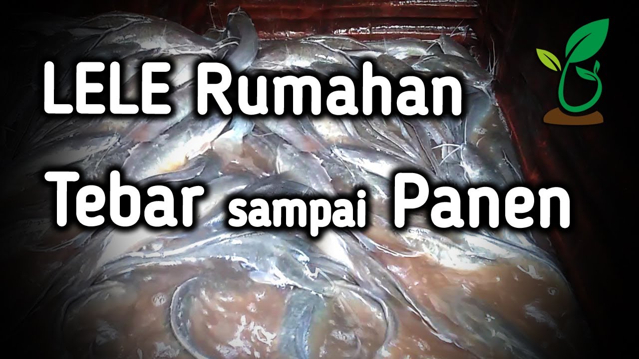 Ternak Lele di Kolam Terpal Rumahan Dari Bikin Kolam Tebar Benih sampai Panen