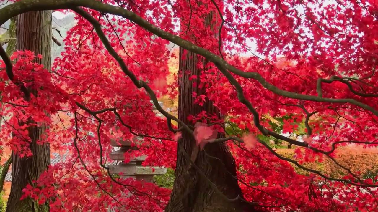 Red Maple in Fall