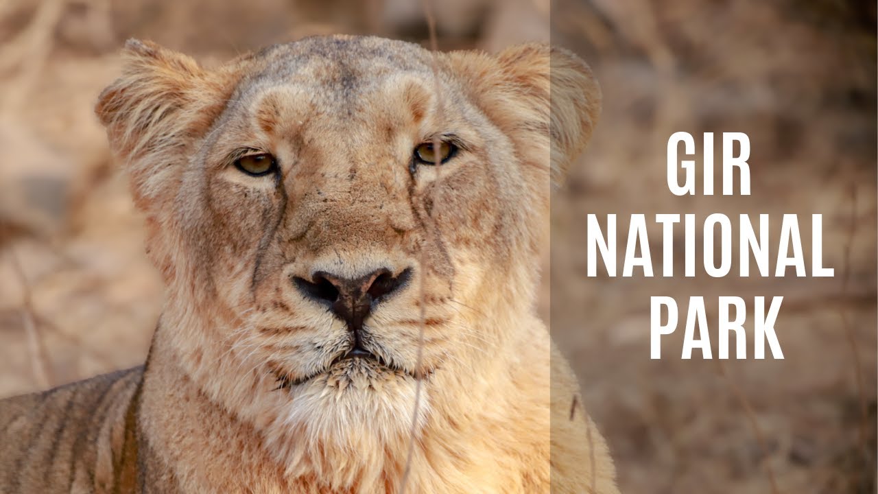 Gir National Park | The Last Asiatic Lions on Earth | Breathtaking Indian Wildlife