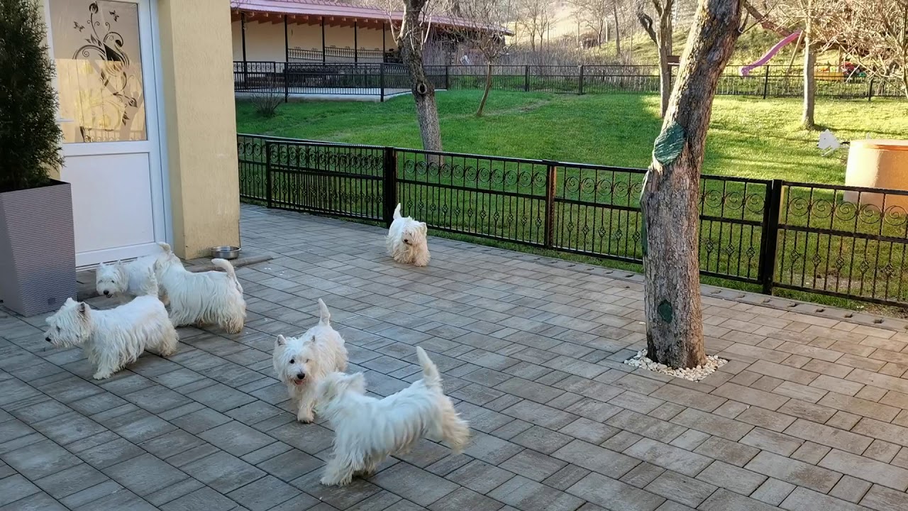 Playing with my Westies!