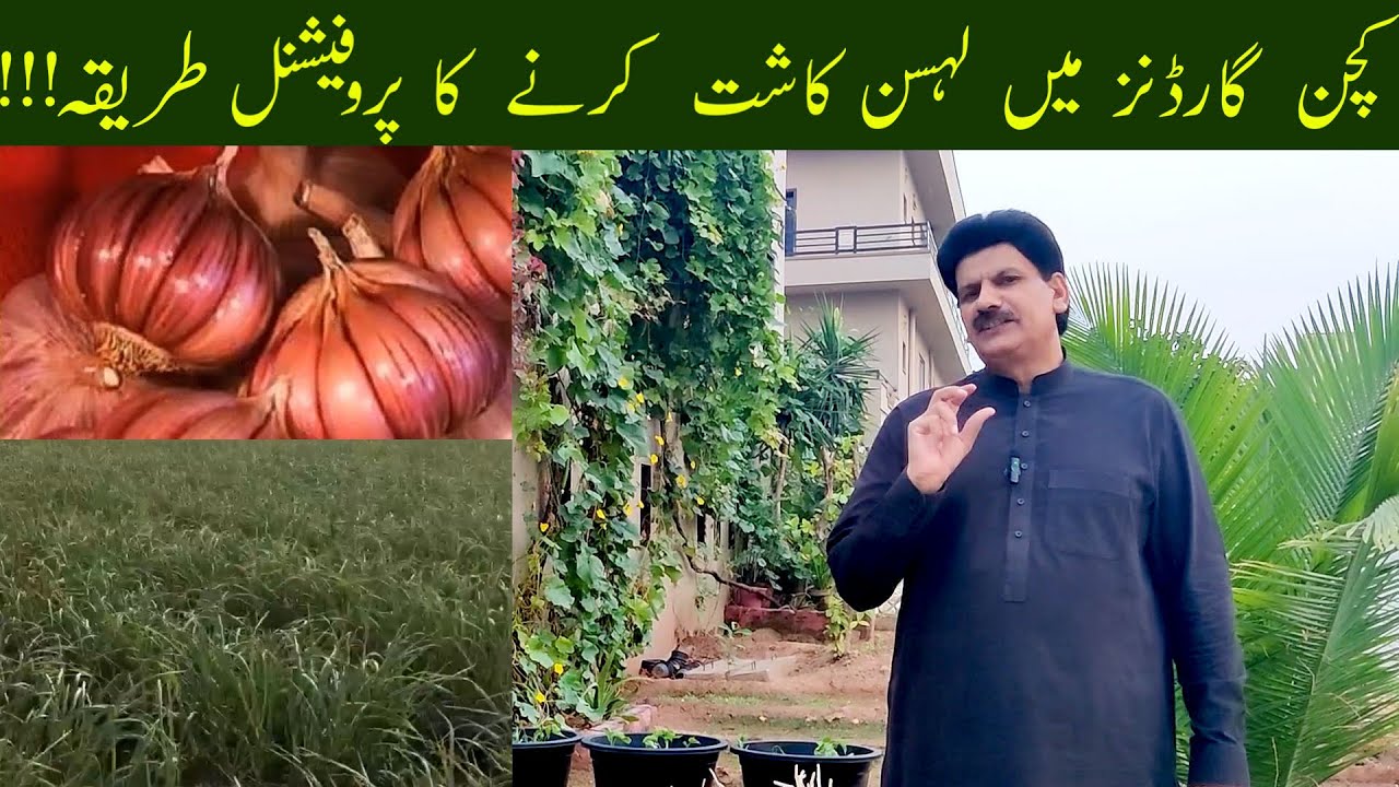 How To Grow High Yielding Garlic In Kitchen Gardens #kitchengardens #garlic #wintervegetables