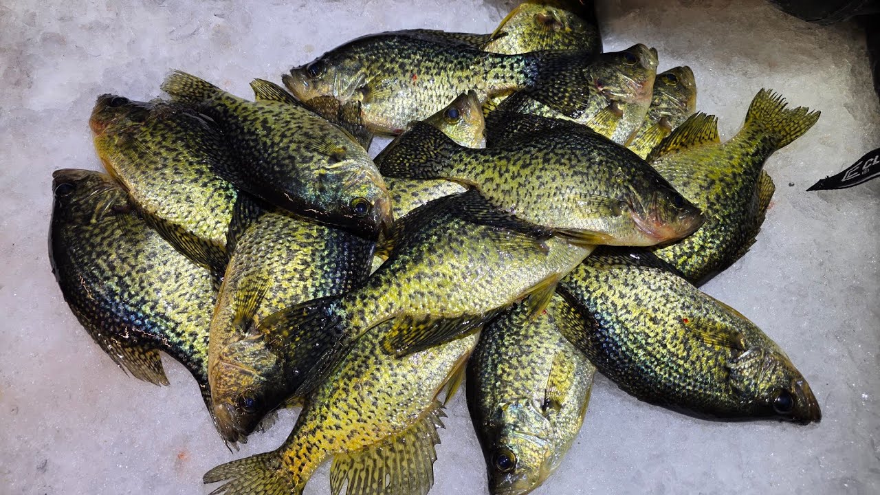 Slow but successful outing for Crappies