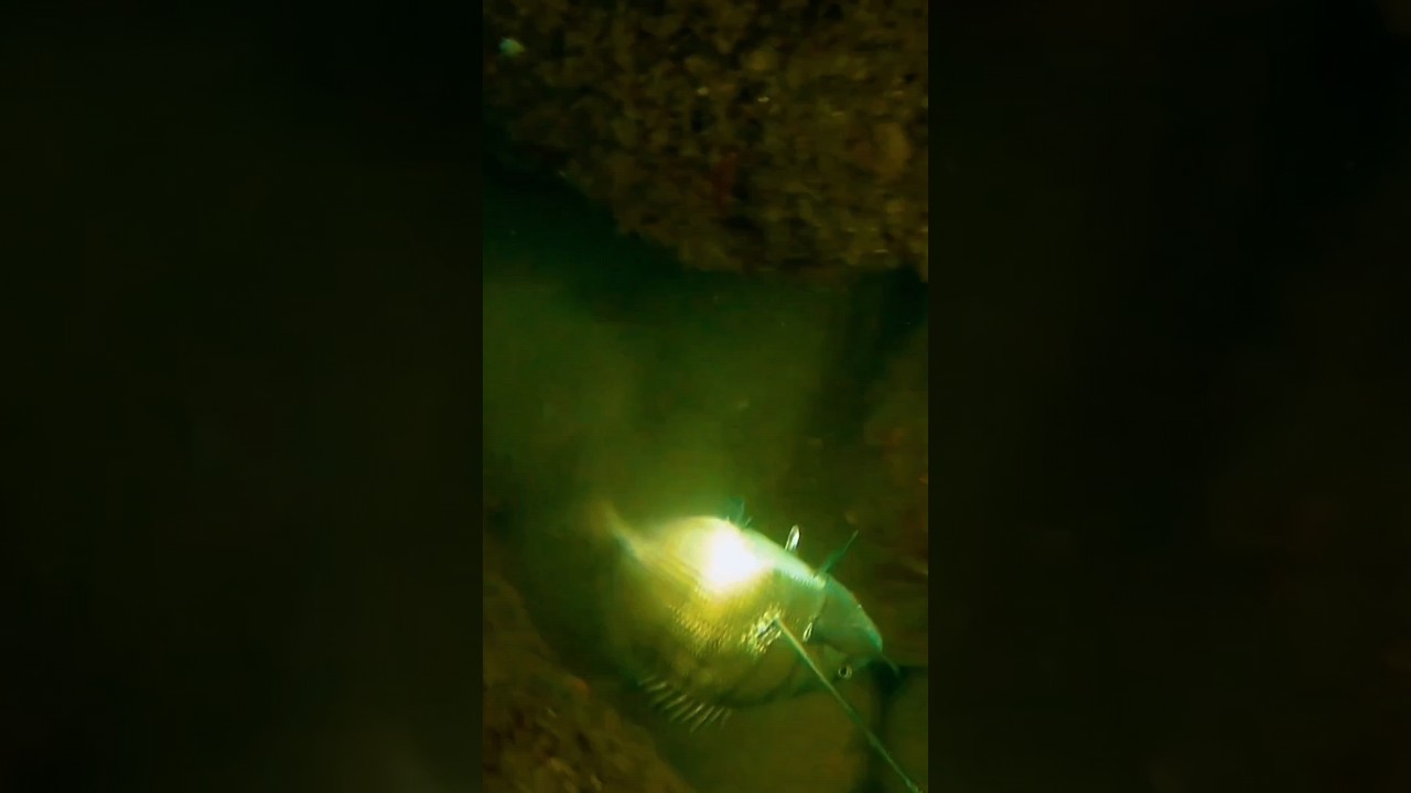 🐠 Sargo 🐠 en su cueva... 