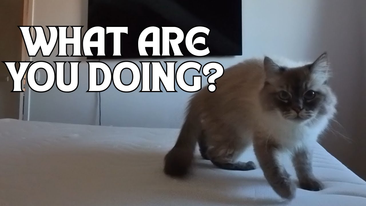 CAT POV: What My Cats Do When Home Alone