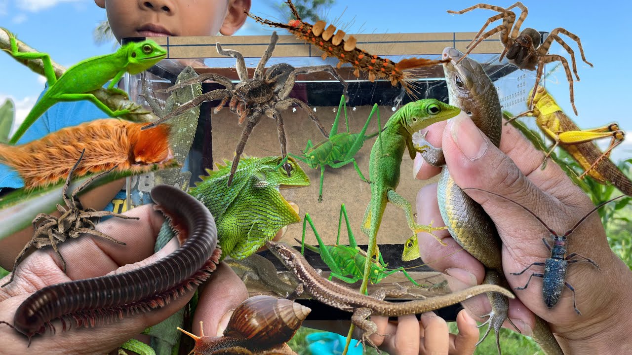 Hunting reptile with a new container‼️catch millipede, katydid, tarantula, beetle, chameleon, lizard