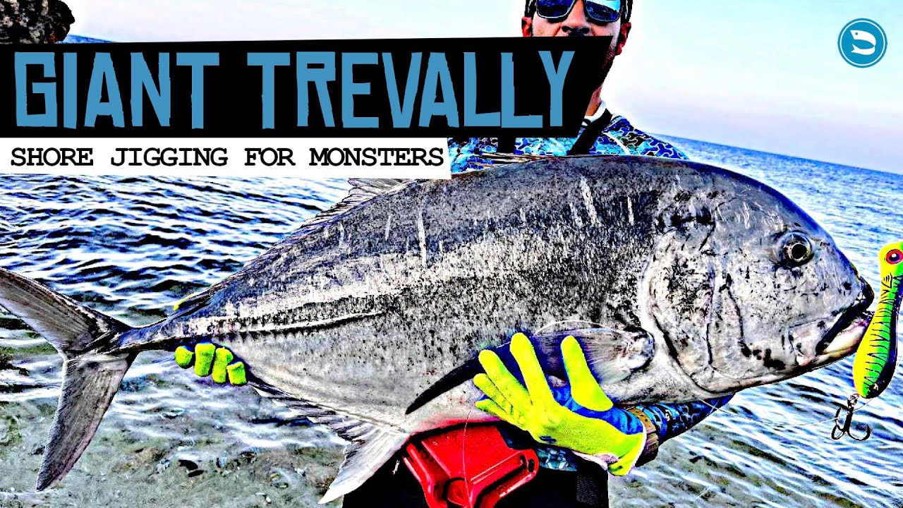 GT GIANT TREVALLY Crazy TOPWATER Action - Land Based POPPING in Saudi Arabia RED SEA (SEA MONSTERS)