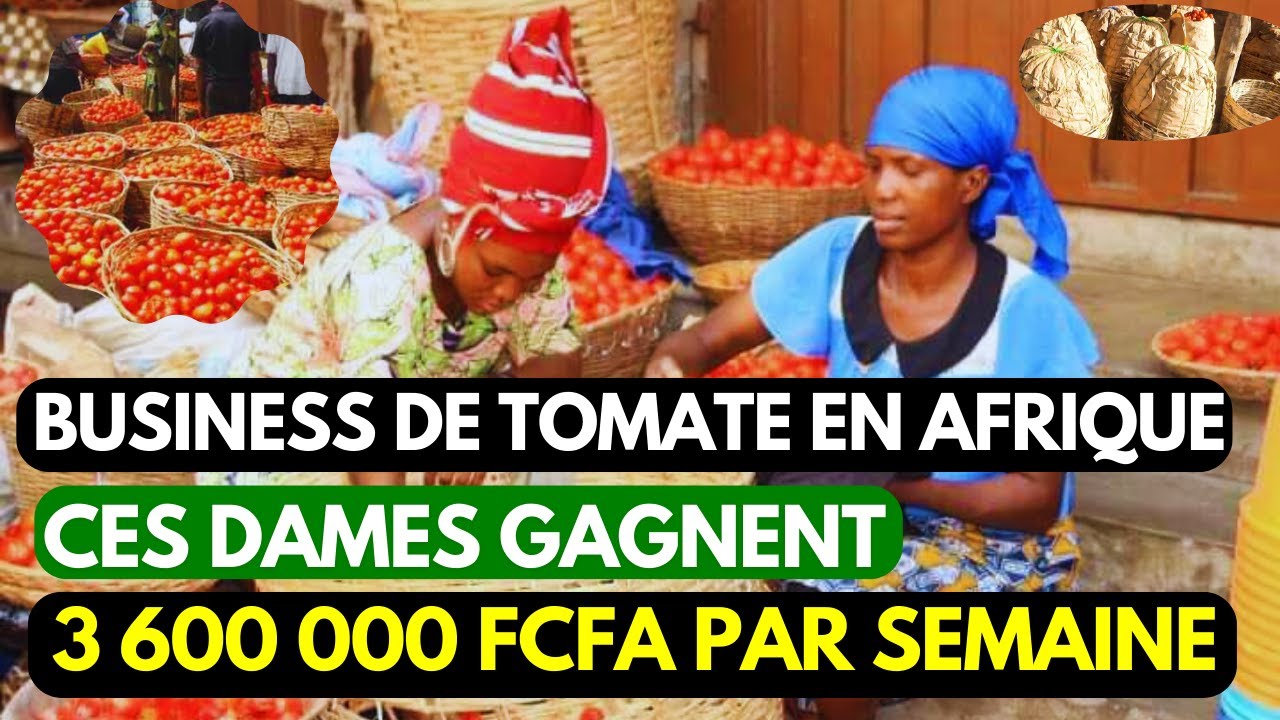 Ces Femmes gagnent 3 600 000 FCFA Par Semaine grâce à ce business de tomate en Afrique