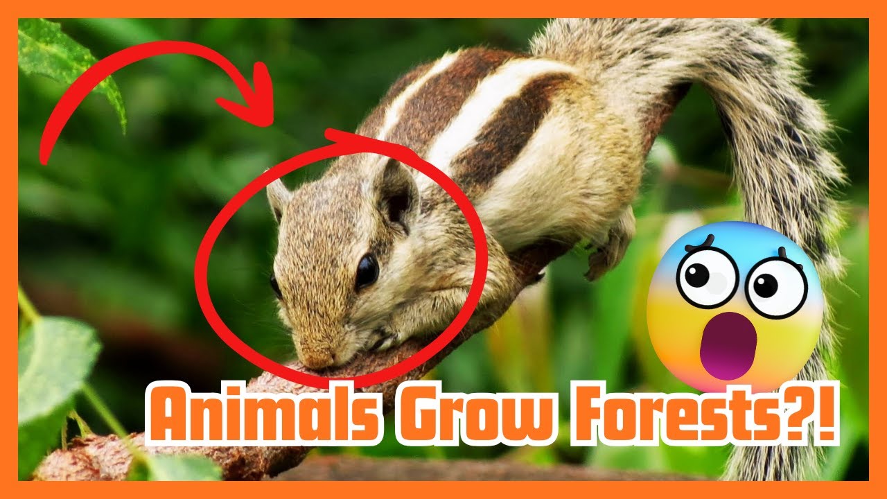 How Forests Grow: Nature&rsquo;s Seed System Powered by Animals 🌳🦋