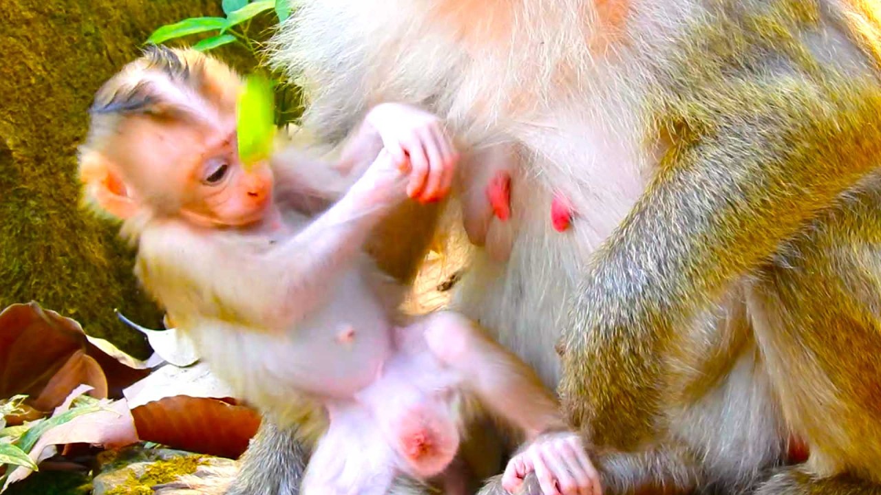 Unbelievable Cute baby, Boris Shows Off His Energy While Mom Brianna Sits Nearby