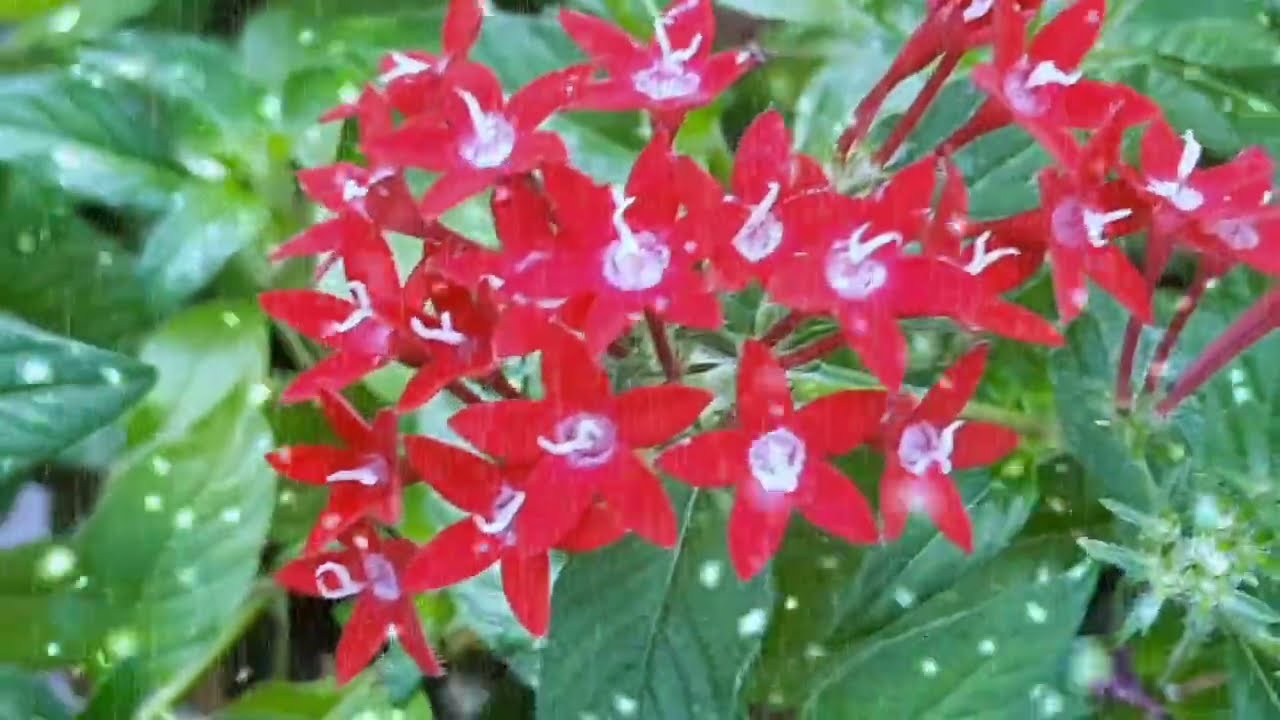 പാർവതിയെ ഹോസ്റ്റലിൽ നിന്നും പുറത്താക്കുമ്പോൾ രക്ഷക്കായിഅവനെത്തുന്നു കൈലാഷിനോടൊപ്പംപാർവതിവീട്ടിലേയ്ക്