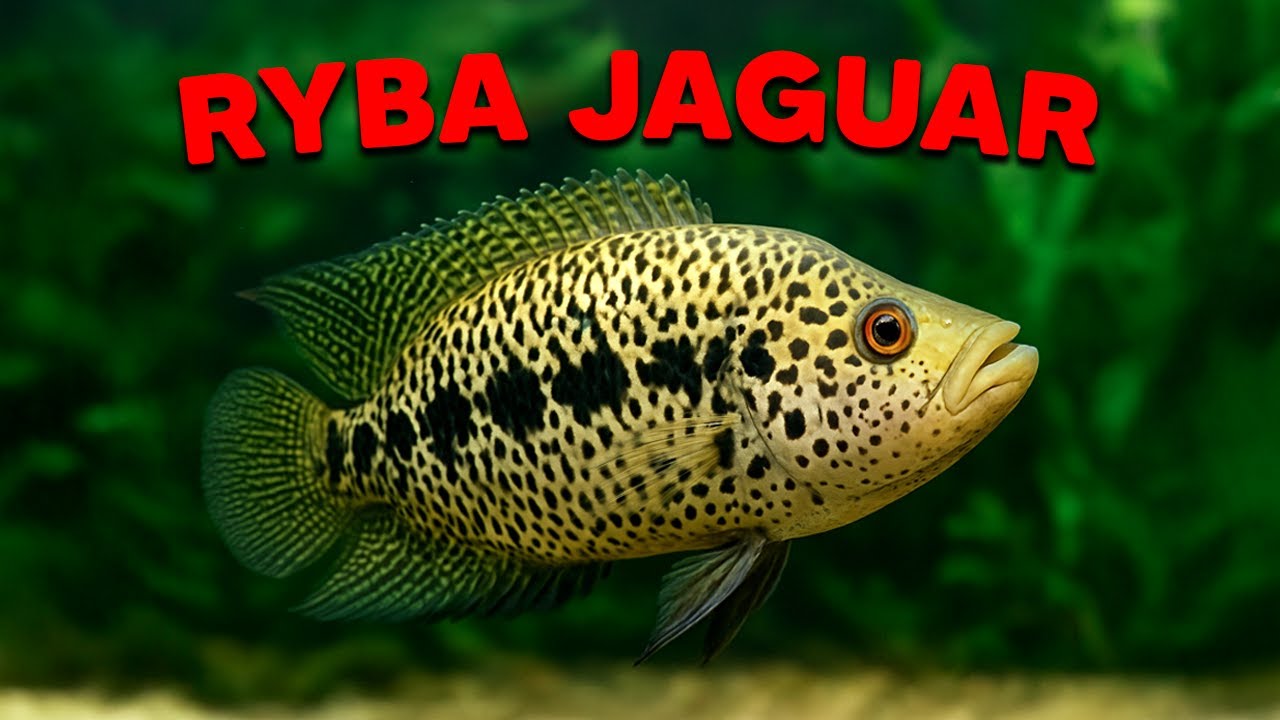 PIELĘGNICA MANAGUAŃSKA - RYBA KT&Oacute;RA PRZYPOMINA JAGUARA!