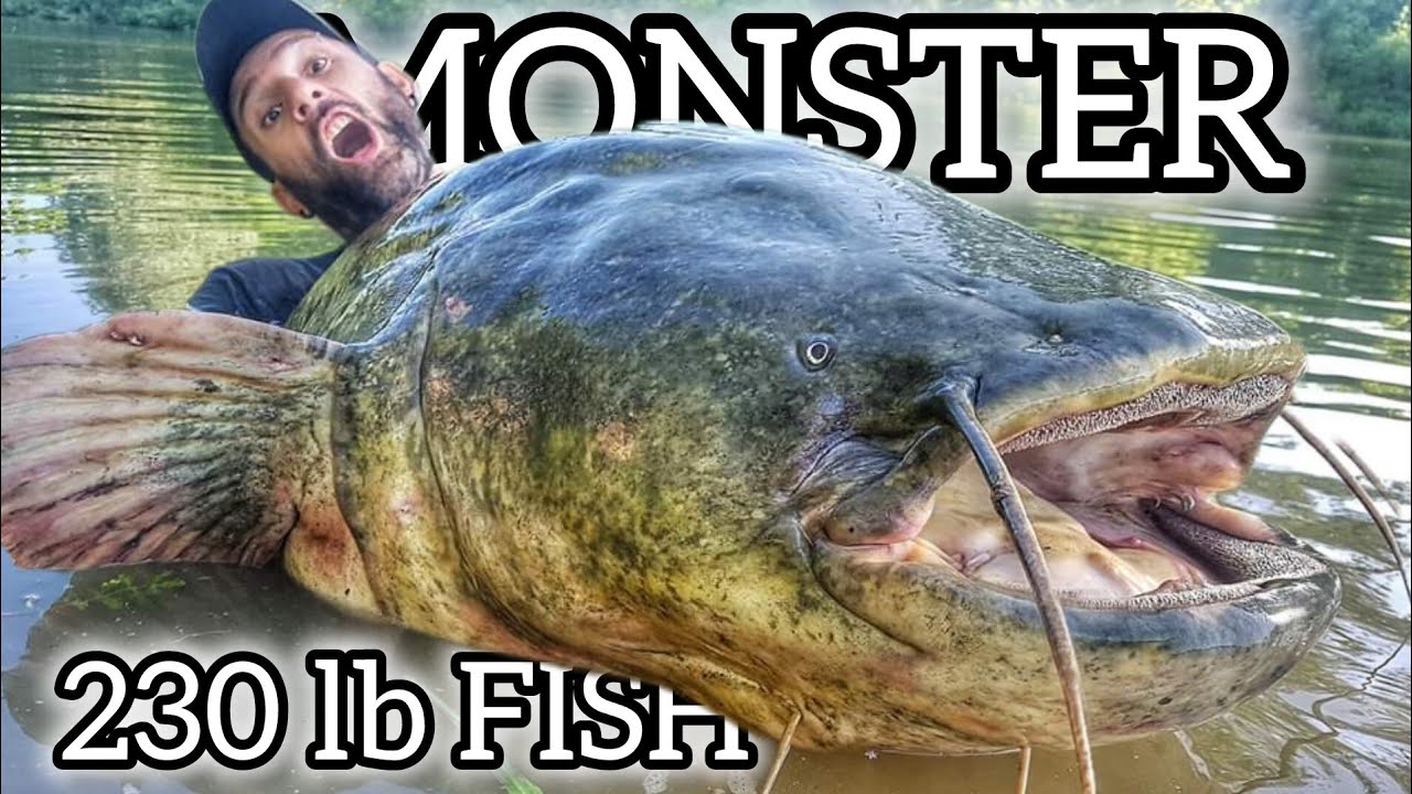 Big 230-pound fish breaks distracted fisherman's nose by Yuri Grisendi
