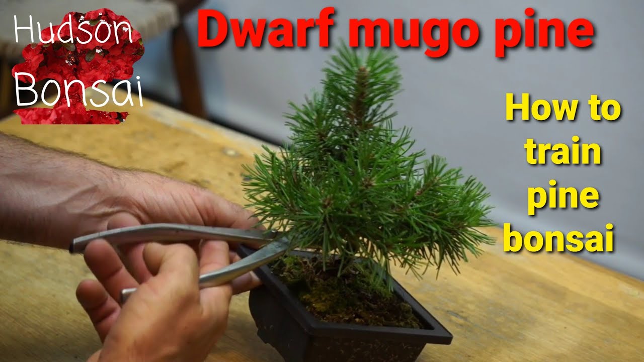 Mugo pine bonsai training