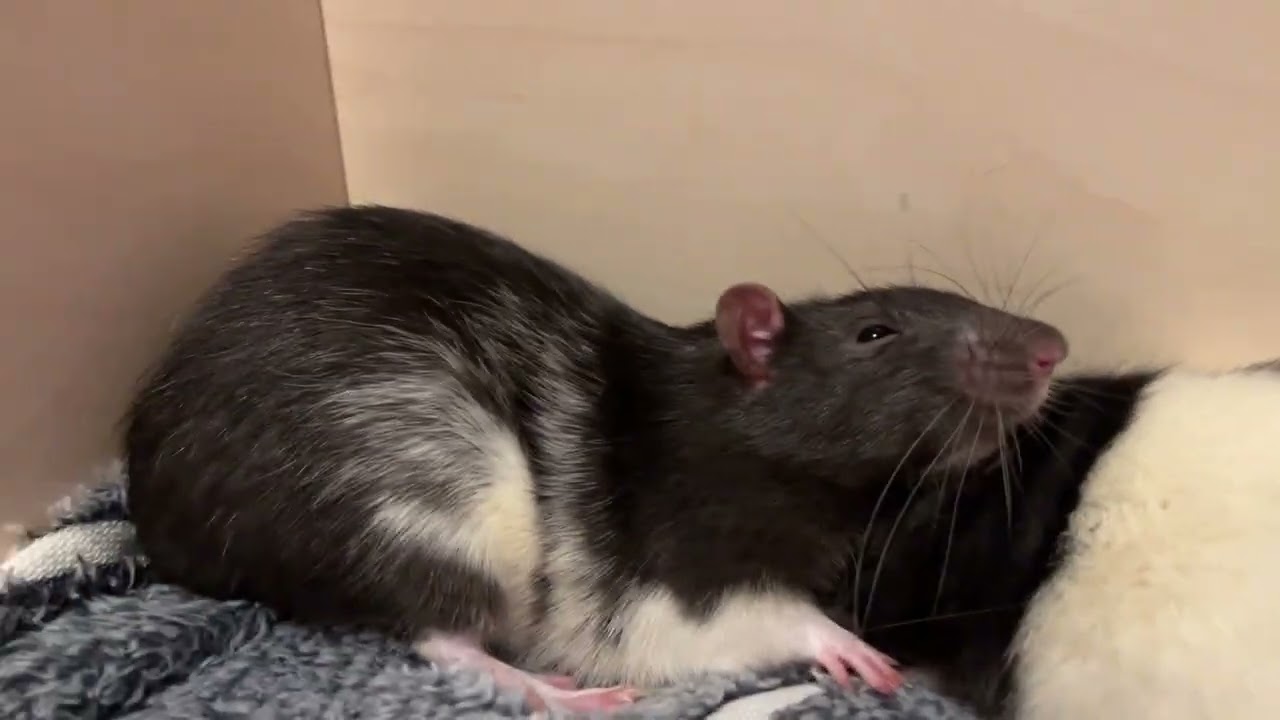 Как назвали крыс?  #rats #крысы #cute 