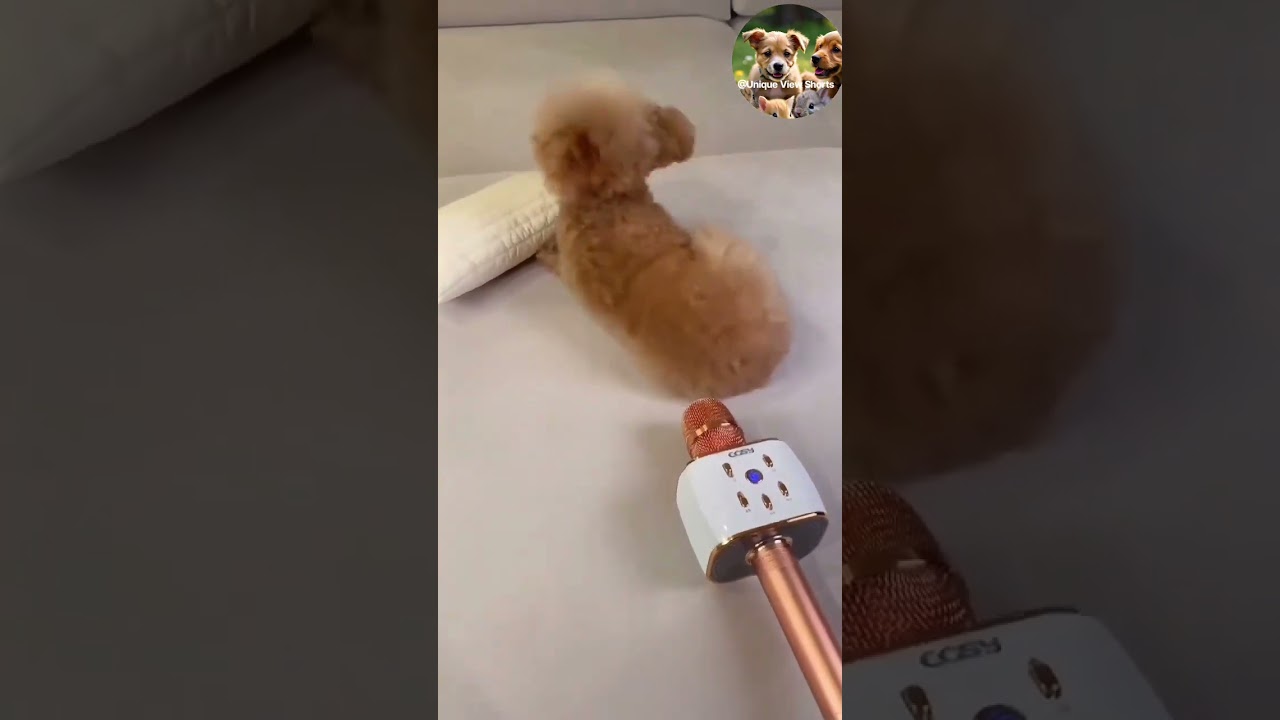 Funny dog fart💨 