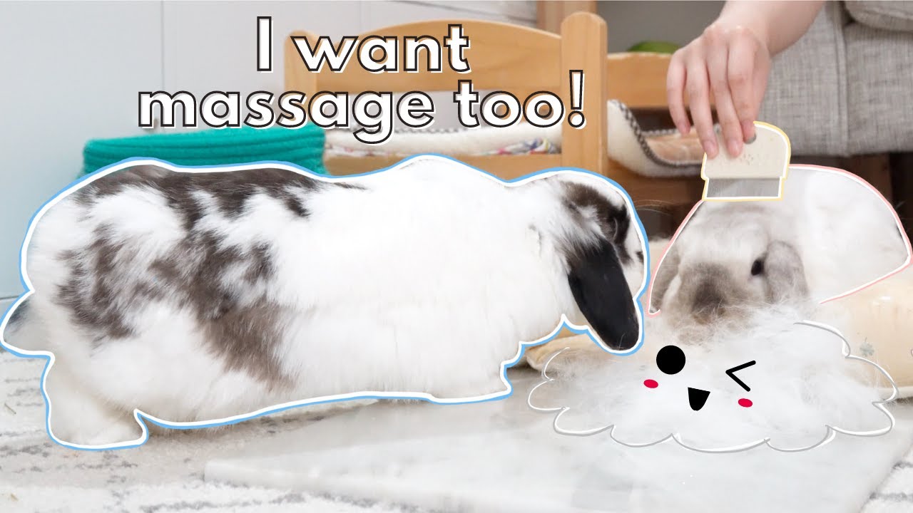 My Bunny Mistake Grooming For A Massage