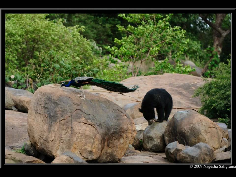 Daroji Bears
