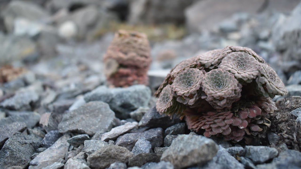 Dazzling Bastards of the High Andes - An Intro to Andean Violets