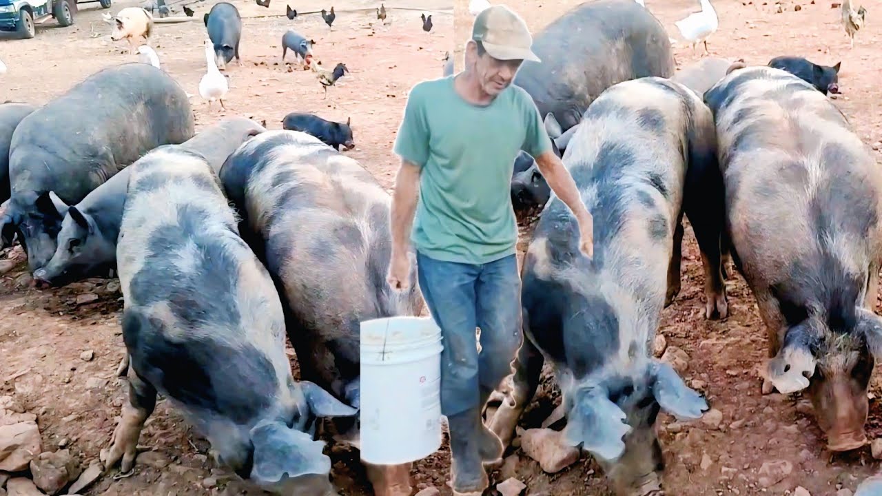 Riqueza rural investimento que pode te deixar rico criação de porco