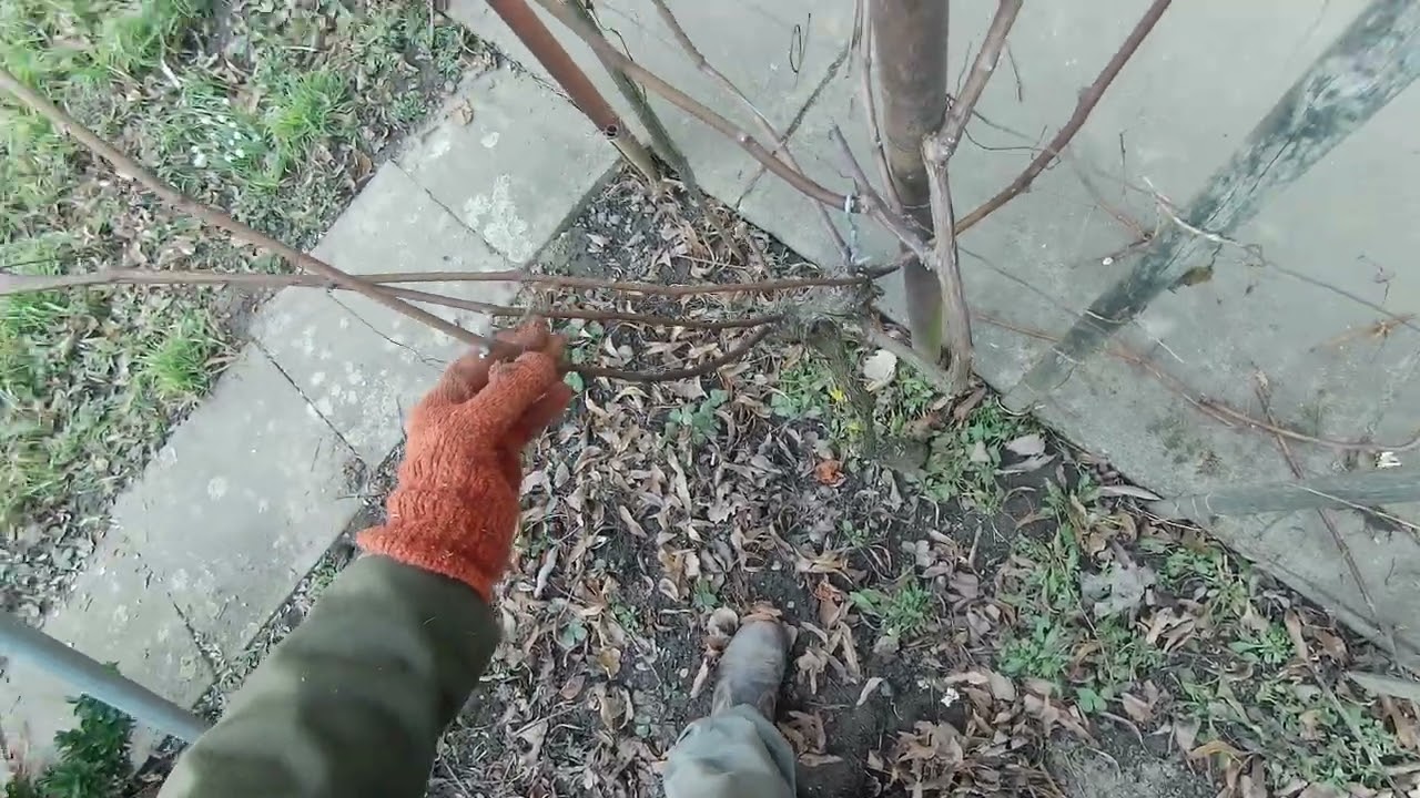 3. 3. 2026. - 3.430 video - Řez révy, část 1 - 20250717 210340