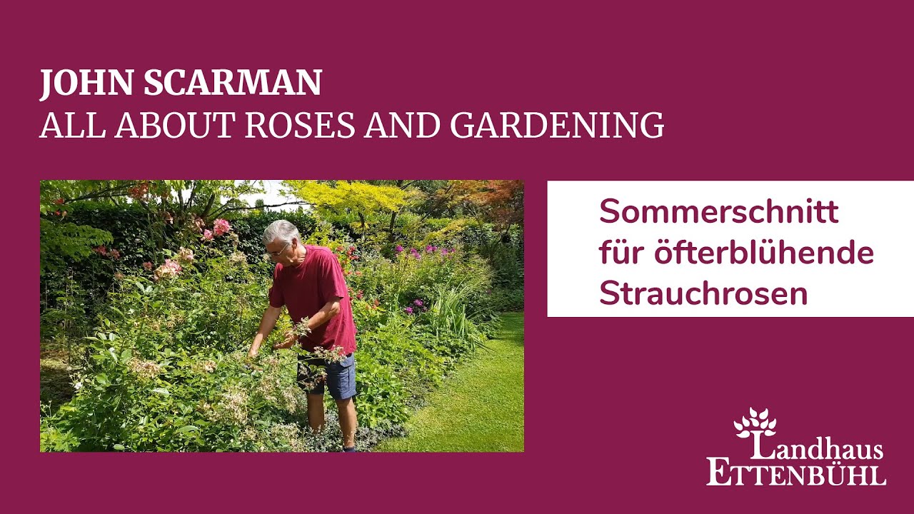 John Scarman - Sommerschnitt für öfterblühende Strauchrosen