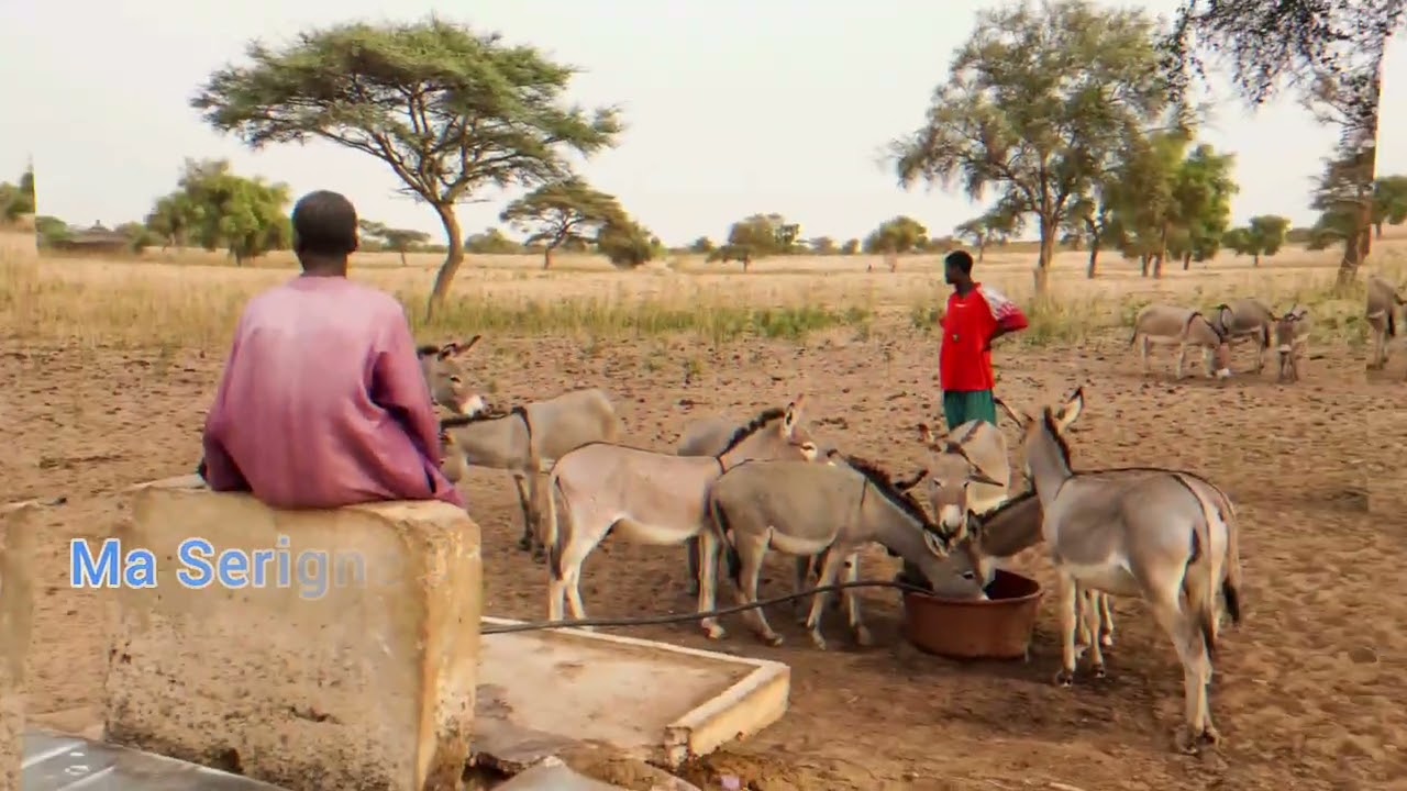 Les descendants de maserigne Diop