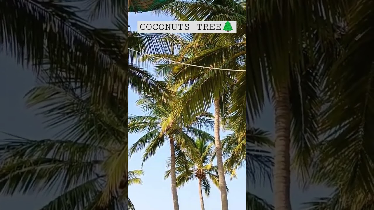 coconut trees #shorts #shortvideo #fyp #beach